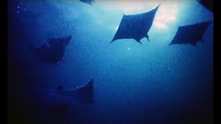 Filming Hundreds Of Mobula Rays At Night | Blue Planet II Behind The Scenes