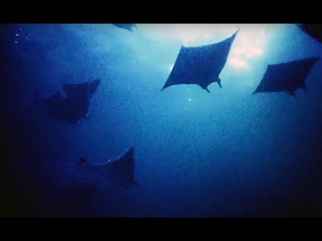 Filming Hundreds Of Mobula Rays At Night | Blue Planet II Behind The Scenes