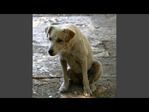 Diário De Um Cachorro - Joni André