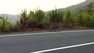 preview picture of video 'Monkeys along the road in Sri Lanka'