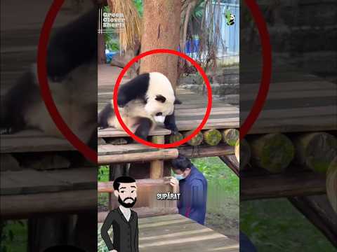 L-a Speriat Pe Acest Panda