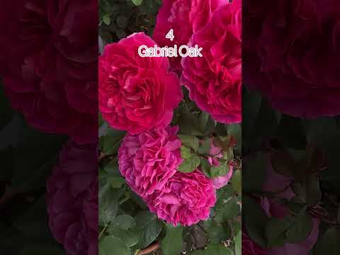 Top 10 David Austin roses in my garden 2025 #davidaustinroses #rose #flowers #garden