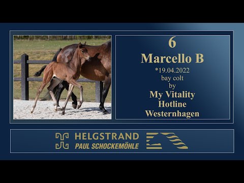 6 - Marcello B by My Vitality/Hotline - Helgstrand-Schockemöhle Auction on June 4th 2022