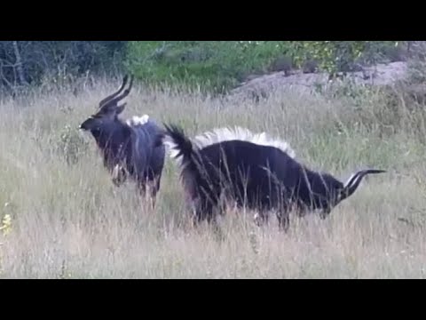 Nyala Bulls Dominance Dance at Djuma Waterhole