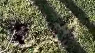 &quot;Quote The Raven NEVER More&quot;