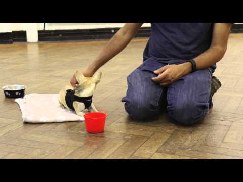 The Bucket Game Introduction Part 1