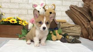 Video preview image #1 Pembroke Welsh Corgi Puppy For Sale in CHICAGO, IL, USA
