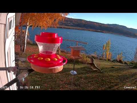 Anna's Hummingbirds - November 5, 2021
