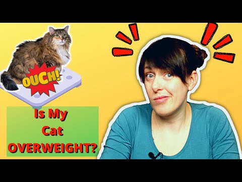 Is My Cat Too Fat Or Obese | How Do I Know My Cat Is Too Fat | VET ADVICE