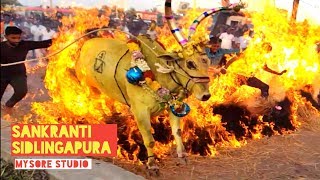 Bullocks Run Jump Over FIRE  Sankranti Sidlingapur