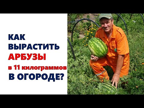, title : 'Как вырастить арбузы в 11 килограммов в огороде?'