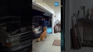 Golden Retriever Pulls Owner Away Seconds Before Garage Truck Explosion