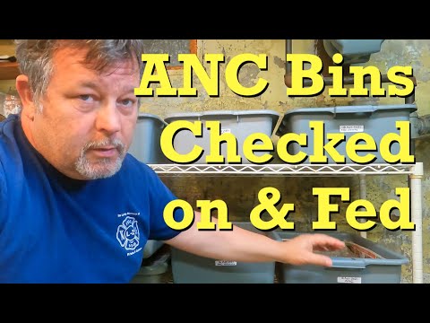 ANC cocoon nursery & worm bin at 38 days of age - vermicomposting