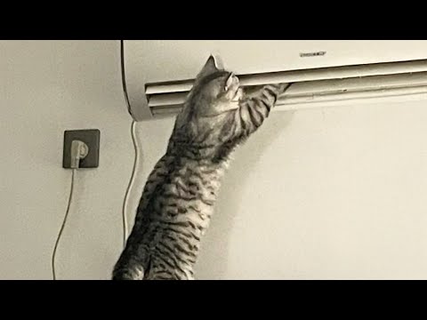 Chat avec un cerveau incroyable vidéos drôles de chats 2025