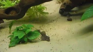 Oscartank: 1month and half old: Oscar fish growing fast