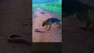 Don’t Underestimate This Creature