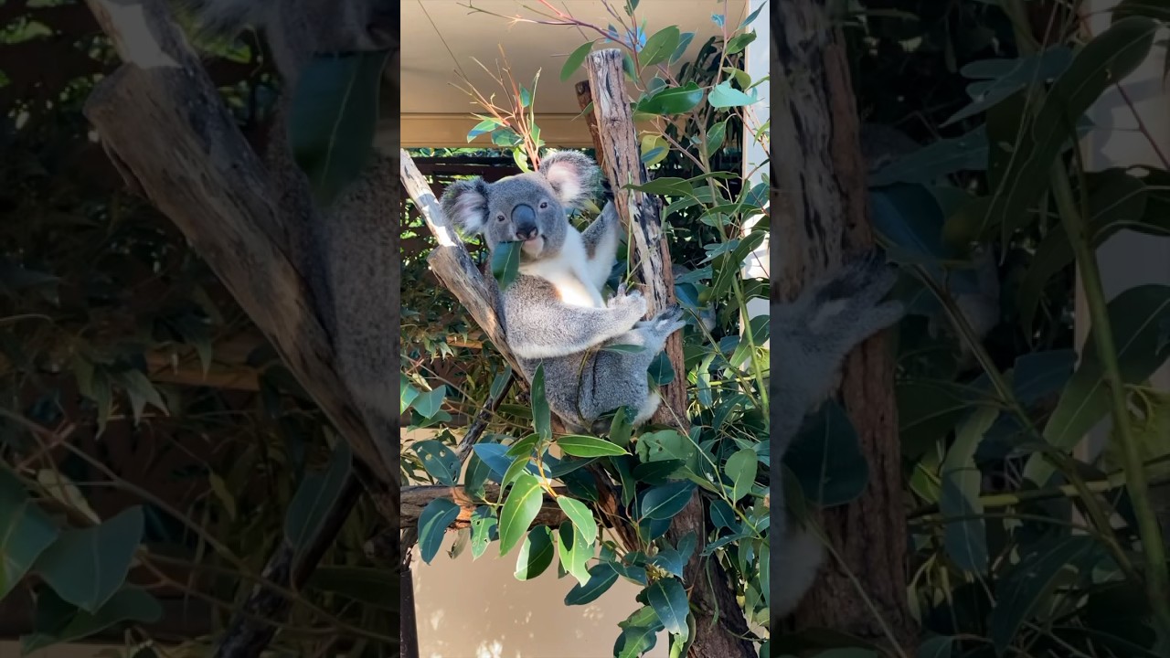 YouTube Short thumbnail