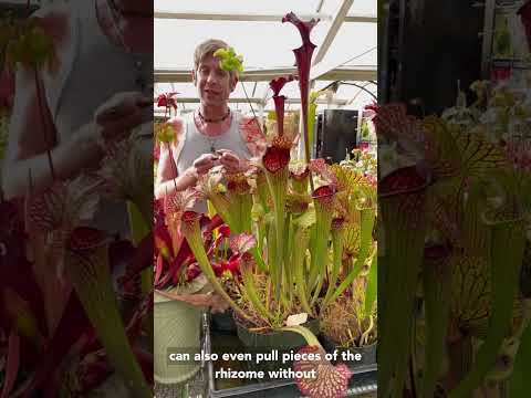 How To Propagate Sarracenia American Pitcher Plants