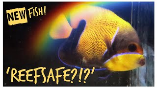 New ‘Reefsafe’ Fish - Preparing the Red Sea Reefer for Quarantine