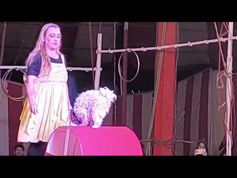 Dogs show@MellaNoorshatalai