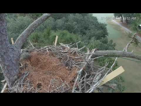 First Osprey Visit of the Year to the Savannah Nest!  | Skidaway Audubon | Cornell Lab