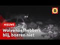 Wolf in Brabant lijkt een blijvertje | Omroep Brabant