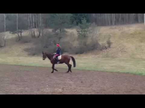 6 yo gelding ,168 cm for school / hobby