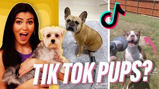 Ranking The FUNNIEST Dog Videos On TikTok!