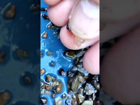 The Gold of Małopolska - A trip to the Bieszczady Mountains to see the Marmaroski Diamond