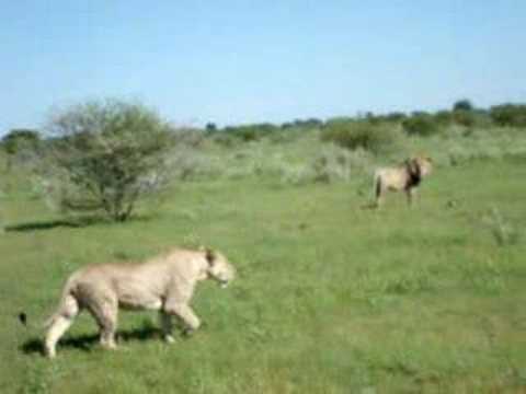 Lions in the Kalahari National Park
