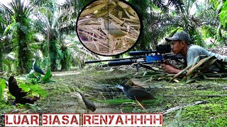 Download lagu BERBURU BURUNG RUAK RUAK‼️LUAR BIASA SPOT RAWA PINGGIR JALAN mp3 Download lagu BERBURU BURUNG RUAK RUAK‼️LUAR BIASA SPOT RAWA PINGGIR JALAN mp3