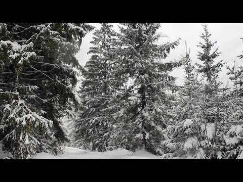 4K Relaxing Snowfall 2 Hours - Sound of Wind and Falling Snow in Forest (Achensee)