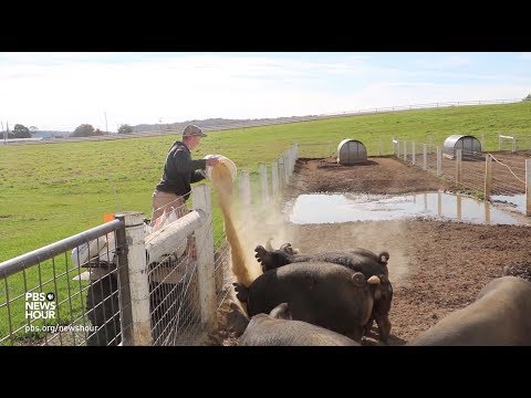 download lagu mp3 mp4 Duroc Pigs For Sale In California, download lagu Duroc Pigs For Sale In California gratis, unduh video klip Duroc Pigs For Sale In California