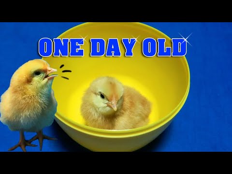 One Day Old Baby Chicks Chirping Sounds 💖 🐣