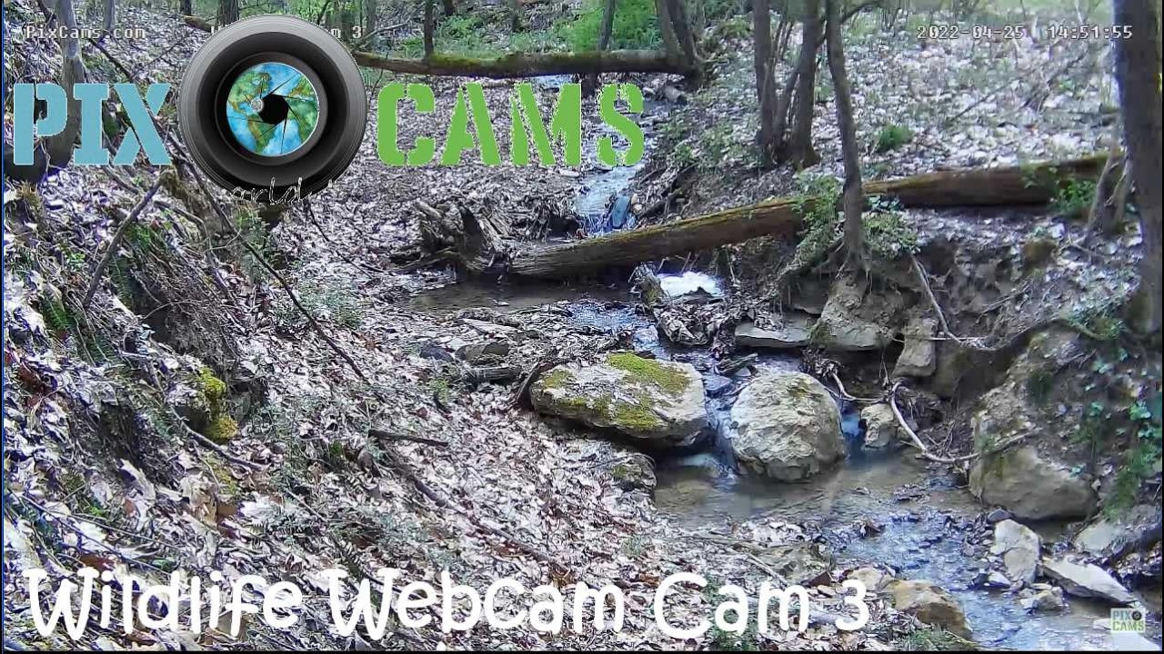 Live webcam view of Forest Stream Wildlife Cam