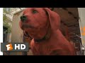 Clifford The Big Red Dog 2021 Clifford To The Rescue Scene 6 10 Movieclips