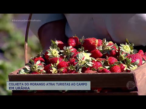 Colheita do morango atrai turistas ao campo, em Urânia