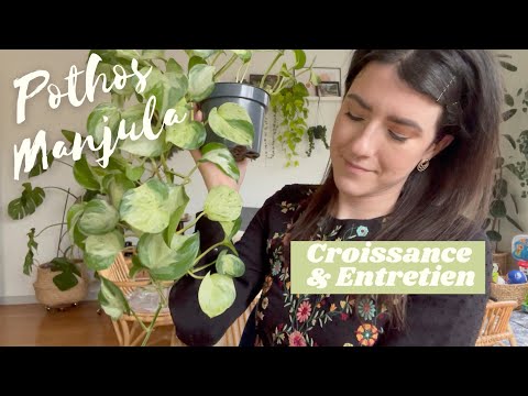 Pothos Manjula : Entretien + conseils croissance