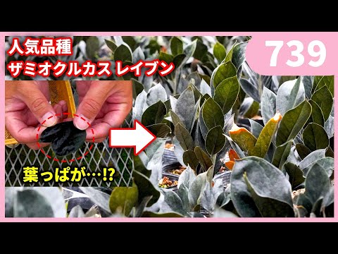 園芸 線状葉のメギ