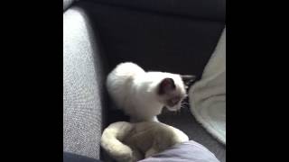 Mauws als kitten lekker kroelen en spinnen