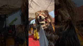 Download lagu Melihat lebih dekat harimau seramnya singo manis‼️ #plesirmbarong #barongankendal #baronganseram mp3