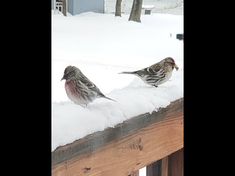 Common Redpoll And Other Birds Feeding At Deck Feeder.