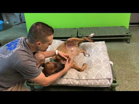 YouTube video about: How to sedate a dog for nail clipping?