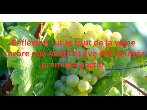 Réflexion sur le fruit de la vigne L’arbre que Adam et Eve ont mangés première partie