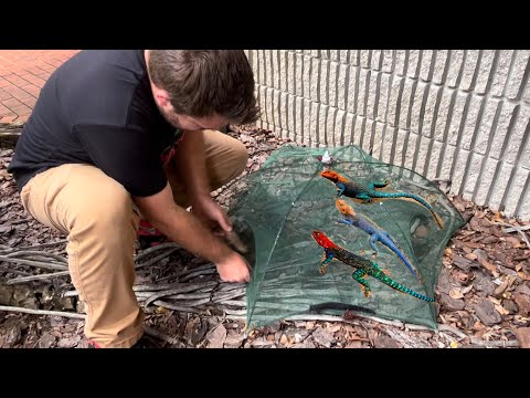Using LIZARD TRAP to CATCH INVASIVE RED HEADED AGAMA LIZARDS In FLORIDA
