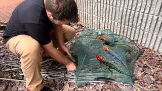 Using LIZARD TRAP to CATCH INVASIVE RED HEADED AGAMA LIZARDS In FLORIDA