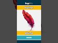 feather - pluma video thumbnail
