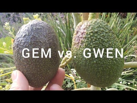 ROUND 2: What is the Best Avocado Tree to Grow in a Container? GEM vs. GWEN.