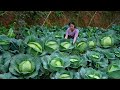 Giant Cabbage I Have Never Seen Making A Variety Of Different Dishes