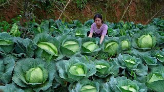 Video : China : Cabbage in Chinese cooking